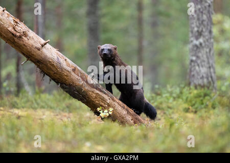 Le carcajou (Gulo gulo) à propos d'escalader un arbre tombé dans une forêt ; Viiksimo Finlande Banque D'Images