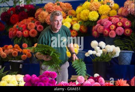 Les derniers préparatifs sont faits d'avance sur l'automne Harrogate Flower Show au Great Yorkshire Showground. Banque D'Images