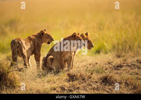 Cub Lions Banque D'Images