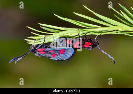 Slender Scotch Burnet Banque D'Images