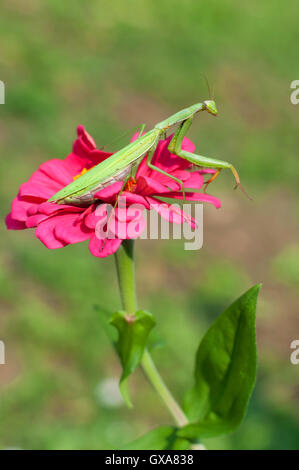 Praying mantis assis sur une fleur pourpre Banque D'Images