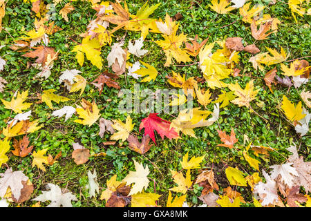 Feuilles d'automne tombées des arbres Banque D'Images