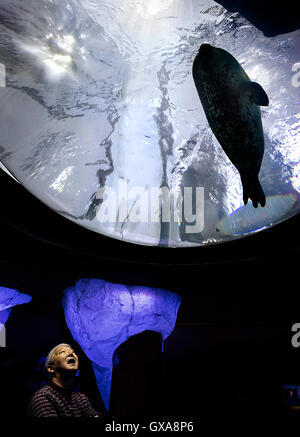 Le Japon, l'île de Honshu, Kansai, Osaka, l'aquarium. Banque D'Images