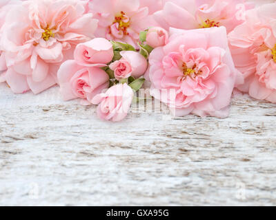 Roses rose pâle et bouquet de bourgeons sur le fond peint blanc rustique Banque D'Images