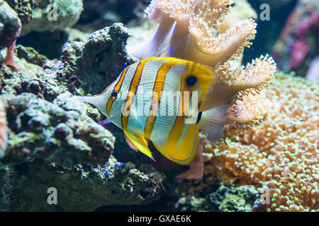 Chelmon Rostratus chelmon à bec médiocre () - Poisson de mer colorés Banque D'Images