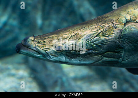 Les poissons d'eau douce - Arapaima gigas Banque D'Images