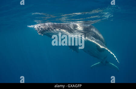 Baleine à bosse vue sous-marine, Vava'u à Tonga. Banque D'Images