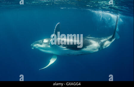 Baleine à bosse vue sous-marine, Vava'u à Tonga. Banque D'Images