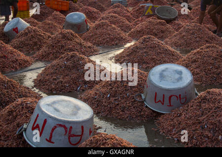 Crevettes géantes à la vente à port de pêche de Neendakara, Kollam, Kerala, Inde, Asie, port de pêche, port d'Indiens Banque D'Images