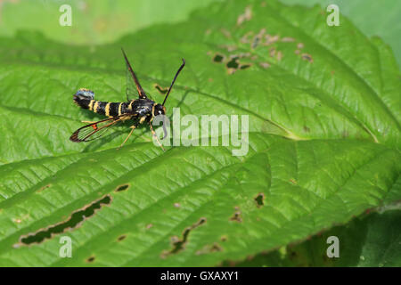 À pattes jaunes (Sésie Synanthedon vespiformis) Banque D'Images