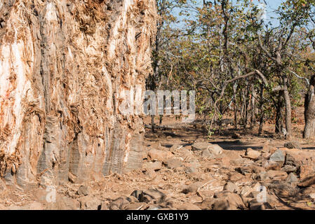 Les roches et le fil à la base d'un baobab dans un effort pour protéger des éléphants Banque D'Images