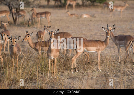 Troupeau de 501 dans le Parc National Kruger Banque D'Images