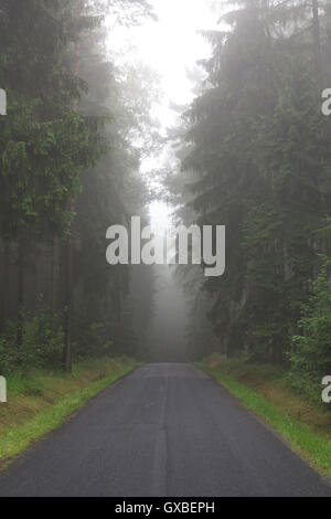 À vide, dans la forêt d'épinettes misty Banque D'Images