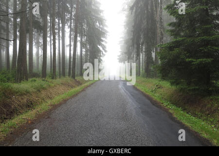 À vide, dans la forêt d'épinettes misty Banque D'Images