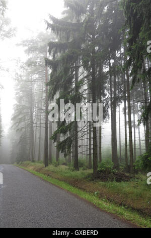 À vide, dans la forêt d'épinettes misty Banque D'Images