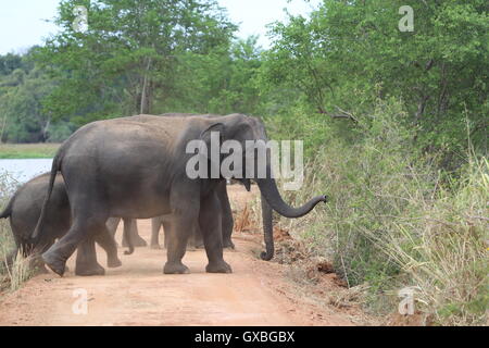 Un défilé d'éléphants protéger les jeunes veaux qu'ils se déplacent en formation dans Sri Lanka, Wasgamuwa Banque D'Images