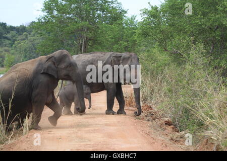 Un défilé d'éléphants protéger les jeunes veaux qu'ils se déplacent en formation dans Sri Lanka, Wasgamuwa Banque D'Images