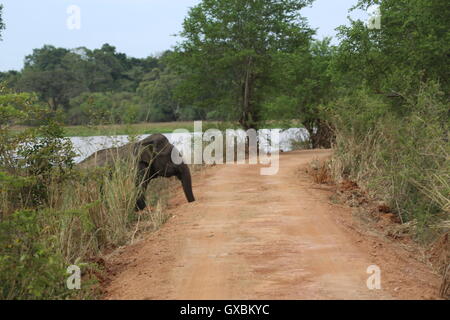 Un défilé d'éléphants protéger les jeunes veaux qu'ils se déplacent en formation dans Sri Lanka, Wasgamuwa Banque D'Images