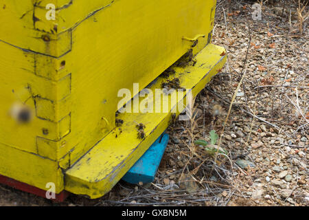 Les abeilles venant dans et hors de leur ruche jaune. Ruche en bois Close Up. Les abeilles du miel l'essaimage et voler autour de leur ruche. Banque D'Images