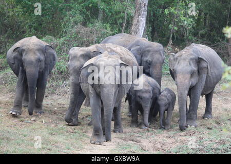 Un défilé d'éléphants protéger les jeunes veaux qu'ils se déplacent en formation dans Sri Lanka, Wasgamuwa Banque D'Images