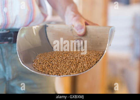 Close up of hand holding meuniers pelle à grains de blé complet en usine Banque D'Images