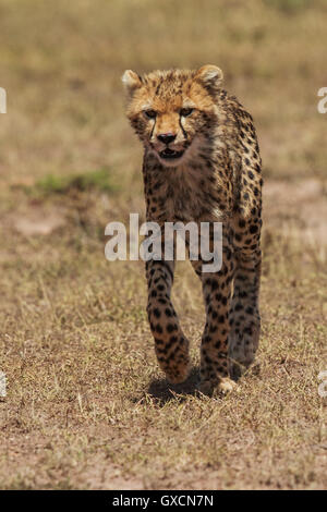 Cub guépard Banque D'Images