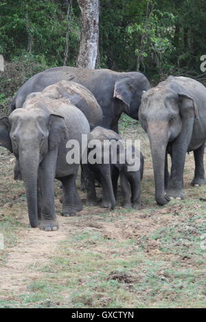 Un défilé d'éléphants protéger les jeunes veaux qu'ils se déplacent en formation dans Sri Lanka, Wasgamuwa Banque D'Images