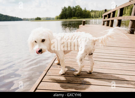Portrait de chien Coton de Tuléar humide on lake pier, Orivesi, Finlande Banque D'Images
