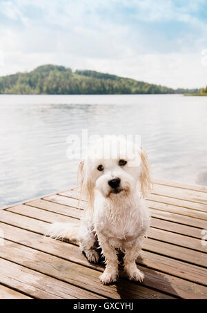 Portrait of cute Coton de Tuléar chien assis sur la jetée, Orivesi, Finlande Banque D'Images