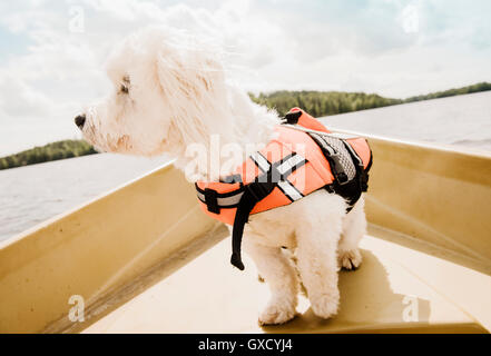 Portrait of cute Coton de Tuléar chien portant un gilet de sauvetage sur un bateau, Orivesi, Finlande Banque D'Images
