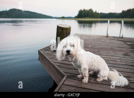 Portrait of cute Coton de Tuléar chien assis sur la jetée du lac Windy, Orivesi, Finlande Banque D'Images