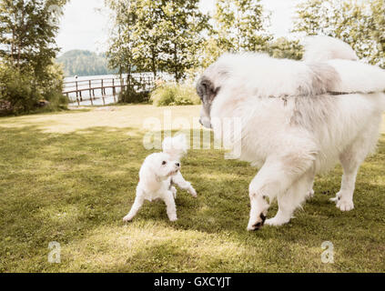 Coton de Tuléar chien et grand chien pyrénées playing in garden, Orivesi, Finlande Banque D'Images