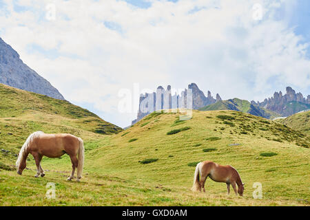 Vue panoramique de chevaux sauvages le pâturage dans les montagnes, Autriche Banque D'Images