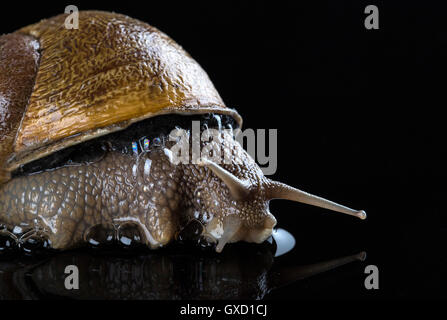 Close up de l'escargot noir sur surface mouillée Banque D'Images