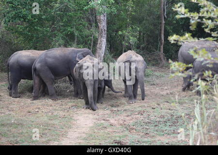 Un défilé d'éléphants protéger les jeunes veaux qu'ils se déplacent en formation dans Sri Lanka, Wasgamuwa Banque D'Images