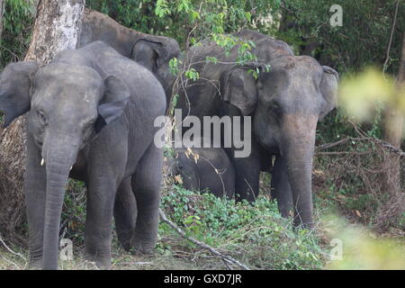 Un défilé d'éléphants protéger les jeunes veaux qu'ils se déplacent en formation dans Sri Lanka, Wasgamuwa Banque D'Images