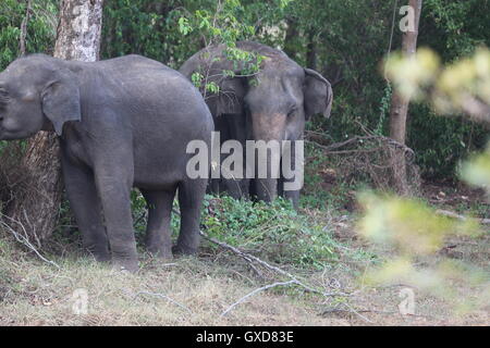 Un défilé d'éléphants protéger les jeunes veaux qu'ils se déplacent en formation dans Sri Lanka, Wasgamuwa Banque D'Images