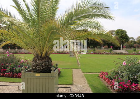 Le Palmier de Bismarck et jardins - Pineapple Tree - Palais du Luxembourg Banque D'Images