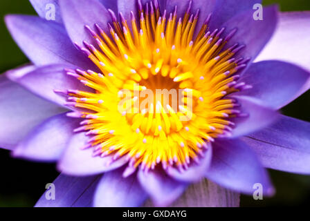 Water Lilly sur Maldives Banque D'Images