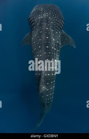 Grand requin-baleine (Rhincodon typus) passant, Isla Mujeres, Mexique Banque D'Images