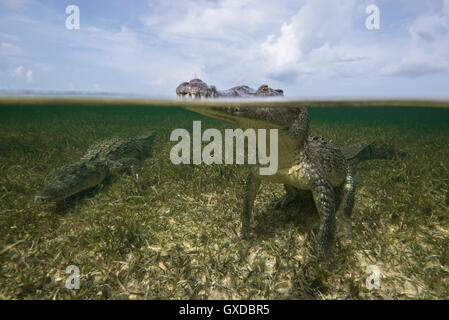 American croc (Crocodylus acutus) en mer, en surface, les banques Chinchorro Mexique Banque D'Images