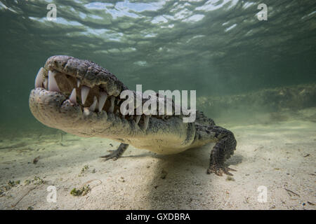 American Territorial croc (Crocodylus acutus) sur les fonds marins, les banques, le Mexique Chinchorro Banque D'Images