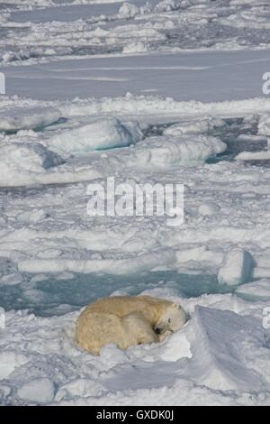 L'ours polaire (Ursus maritimus) sur la limite des glaces à 82,11 degrés nord. L'archipel de Svalbard, Norvège. Banque D'Images