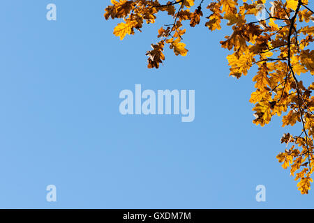 Coin décoratif cadre fait de jaune ou brun chêne arbre feuilles et branches contre l'arrière-plan de ciel bleu clair. Banque D'Images