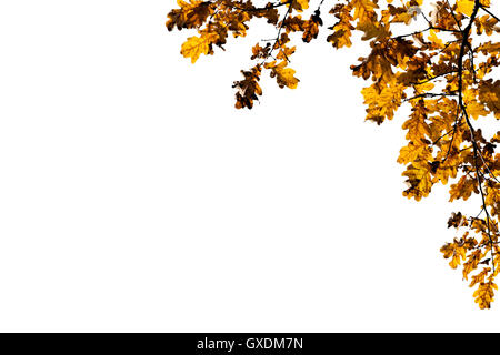 Coin décoratif cadre fait de jaune ou brun chêne feuilles et branches d'arbres isolés contre fond blanc. Banque D'Images