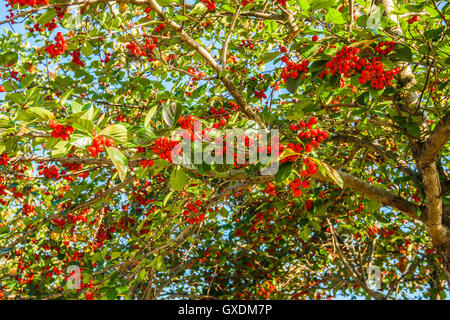 Les baies d'aubépine rouge sur un arbre toujours vert en automne. Arbre d'aubépine est considéré comme un elfe arbre pour ne pas couper... Banque D'Images