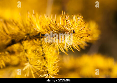 Vue macro d'une branche d'arbre et d'aiguilles de mélèze d'une couleur jaune à la fin de l'automne. Le mélèze a une signification spirituelle de protection... Banque D'Images