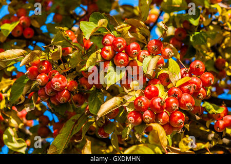 Crabe rouge des pommes sur un arbre parmi les feuilles jaunes sur fond de ciel bleu clair. Automne, la nouvelle récolte de fruits Banque D'Images