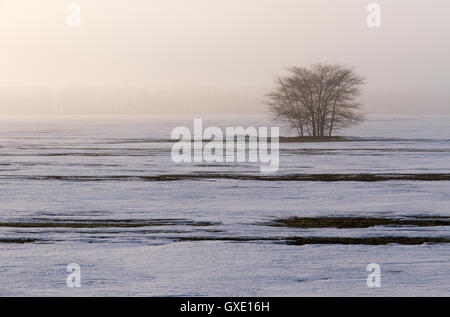 La nature saisonnière de droit : paysage d'hiver unique avec lonely tree dans une plaine de neige misty solitude (concept). Banque D'Images