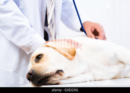 Light labrador lors d'une réception chez le vétérinaire Banque D'Images